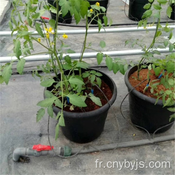 Plantation d&#39;irrigateur goutte à goutte en pot d&#39;arbre fruitier